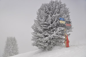 Фото Куршевель. В снегопад елки покрываются красивым белым нарядом